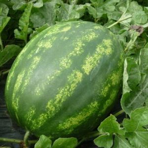 كيف تحافظ على البطيخ في القبو حتى العام الجديد - أفضل 7 طرق