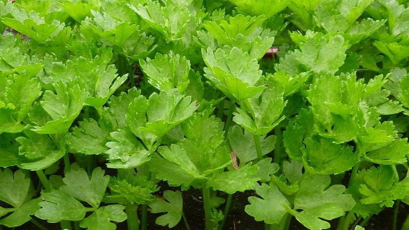 Growing and caring for celery outdoors