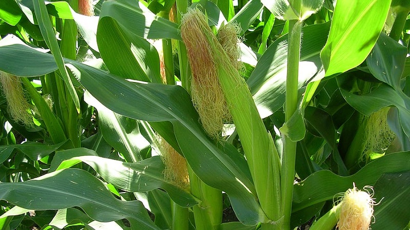 Nós estudamos a estrutura do milho de A a Z: em que partes um vegetal consiste e onde cada parte é aplicada