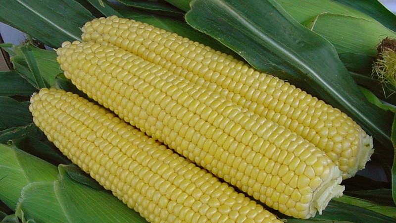 Nous étudions la structure du maïs de A à Z: de quelles parties se compose un légume et où chaque partie est appliquée