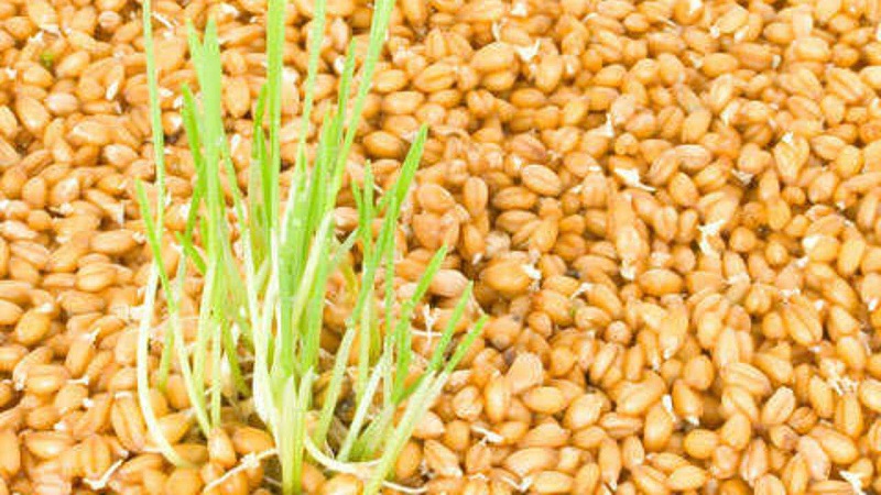 Која је разлика између просоја и пшенице и како их користити у кувању