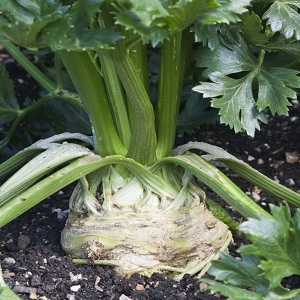 Proč je kořenový celer dobrý, jak ho pěstovat a správně používat