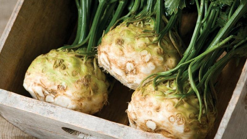 Why Root Celery is Good, How to Grow and Use It Properly