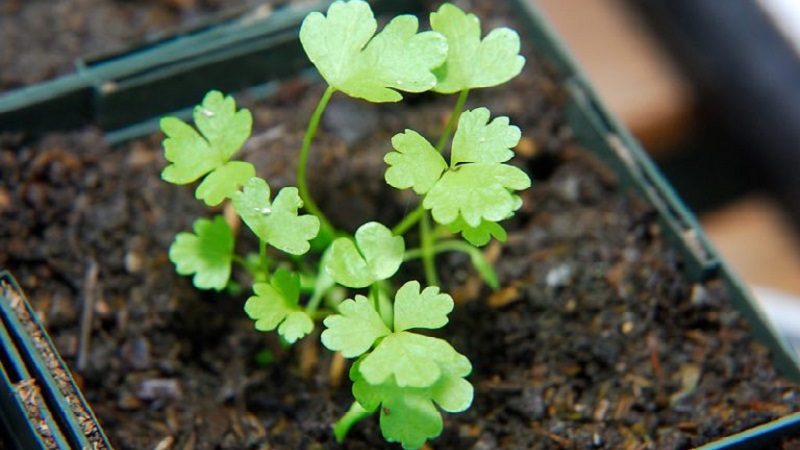 Why Root Celery is Good, How to Grow and Use It Properly