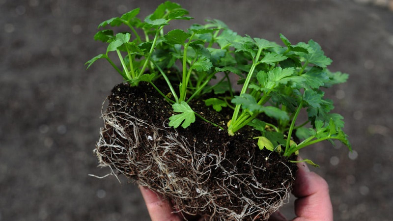 Pourquoi le céleri-racine est bon, comment le cultiver et l'utiliser correctement