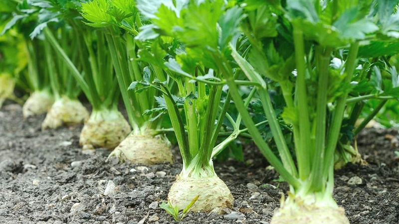 Γιατί το Root Celery είναι καλό, πώς να το μεγαλώσετε και να το χρησιμοποιήσετε σωστά