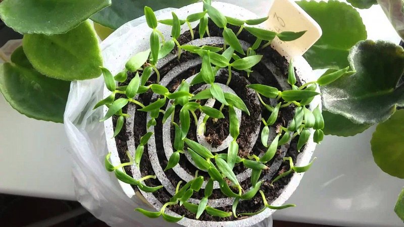 Quando e como semear mudas de berinjela e como cuidar adequadamente delas