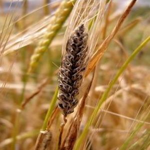 ما يجب حماية المحاصيل منه: آفات وأمراض القمح ، الصورة والوصف