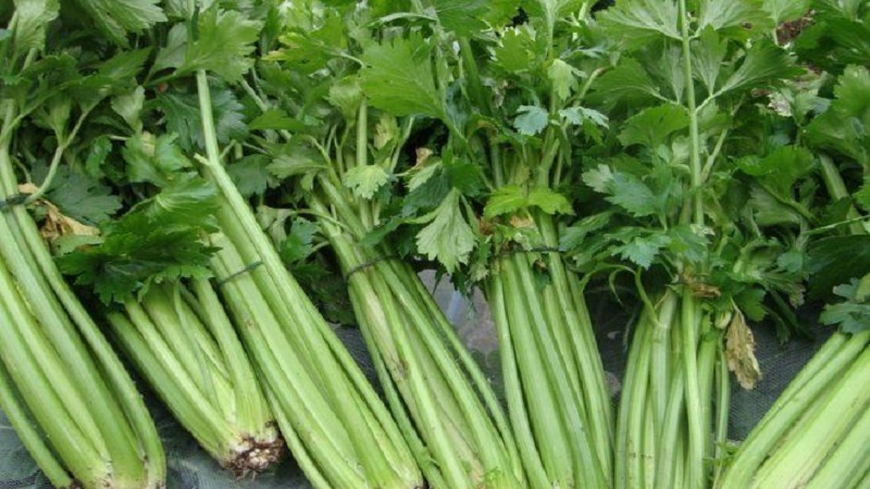 Paano palaguin at gamitin ang stalked celery para sa maximum na benepisyo sa kalusugan