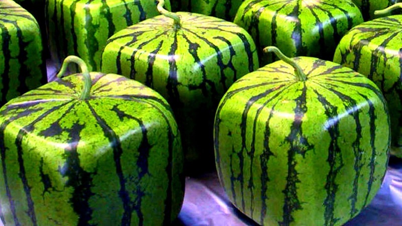 Existujú štvorcové melóny a ako môžete sami pestovať takúto neobvyklú úrodu?