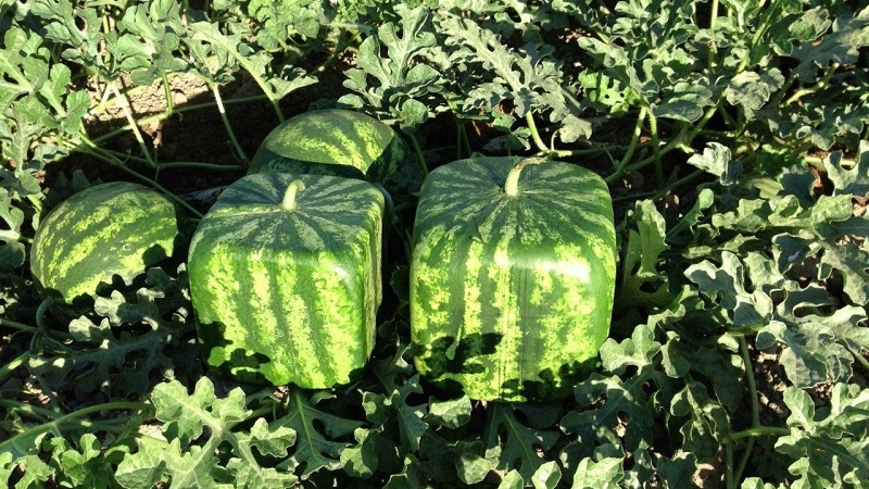 Finns det fyrkantiga vattenmeloner och hur kan du odla en så ovanlig gröda själv?