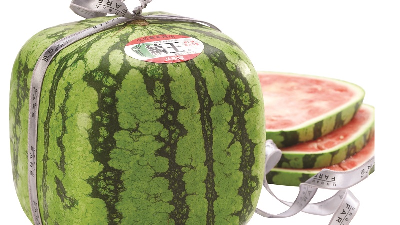 Er det firkantede vannmeloner, og hvordan kan du dyrke en så uvanlig avling selv?