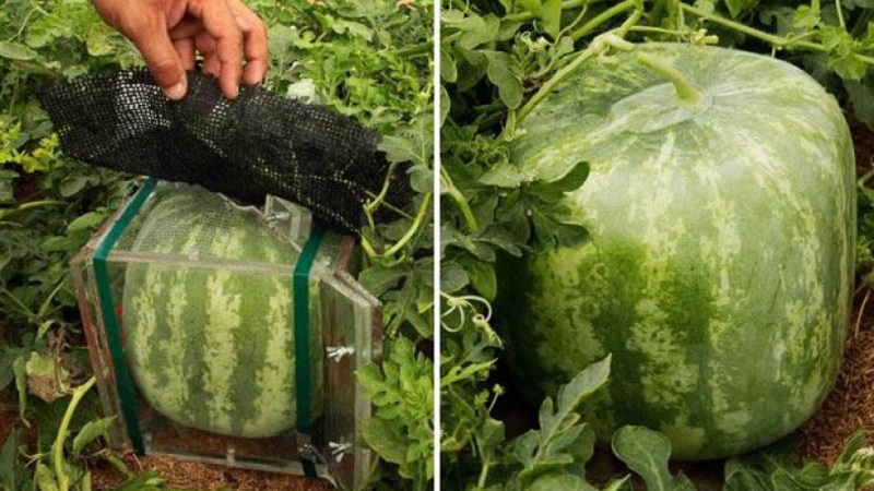 هل هناك مربعات البطيخ وكيف يمكنك زراعة مثل هذا المحصول غير العادي بنفسك؟