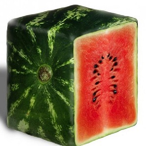 Er det firkantede vannmeloner, og hvordan kan du dyrke en så uvanlig avling selv?