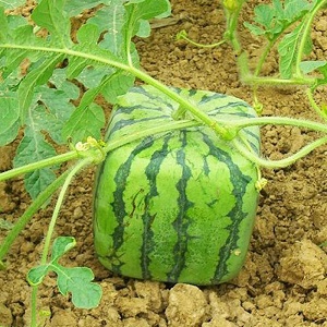 Are there square watermelons and how can you grow such an unusual crop yourself?