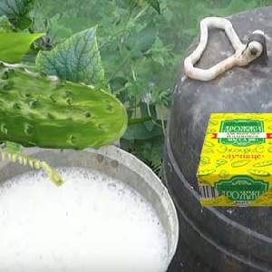 Ce qui est utile pour nourrir les concombres avec de la levure et comment l'appliquer correctement