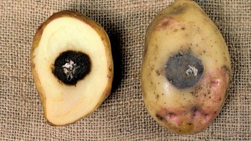 Što učiniti ako krumpir istrune u zemlju i zašto se to događa