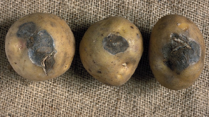 Phải làm gì nếu khoai tây thối trên mặt đất và tại sao điều này xảy ra