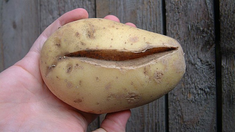Wat te doen als de aardappel lelijk en onhandig is, en waarom het is gebeurd