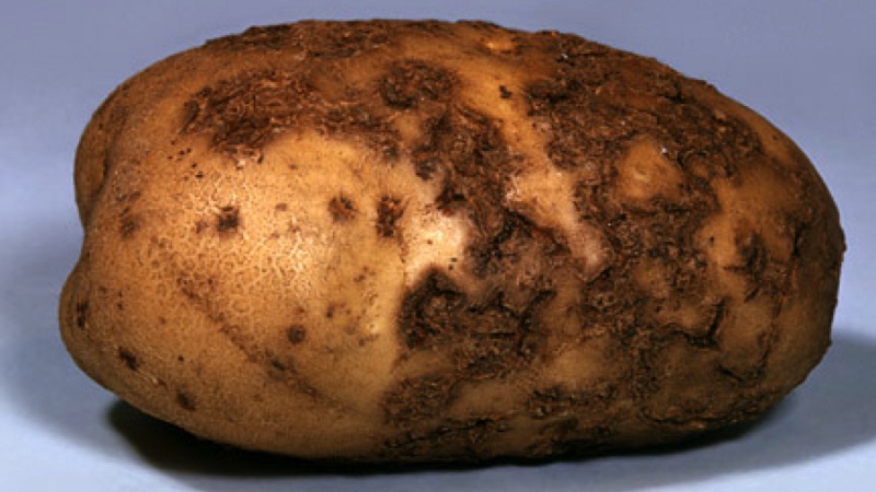 Wat te doen als de aardappel lelijk en onhandig is, en waarom het is gebeurd