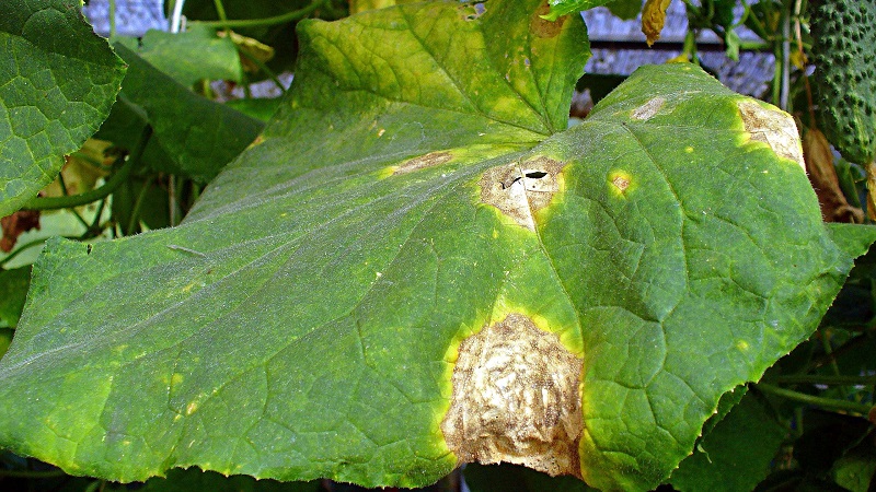 What to do if the leaves of cucumbers in the greenhouse turn yellow and how to prevent it