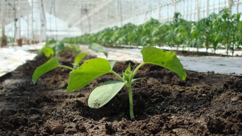 Čo robiť, ak listy uhoriek v skleníku zožltnú a ako tomu zabrániť