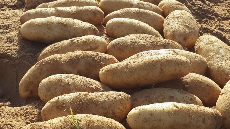 أي نوع من حطب البطاطس هذا وهل هو موجود بالفعل؟