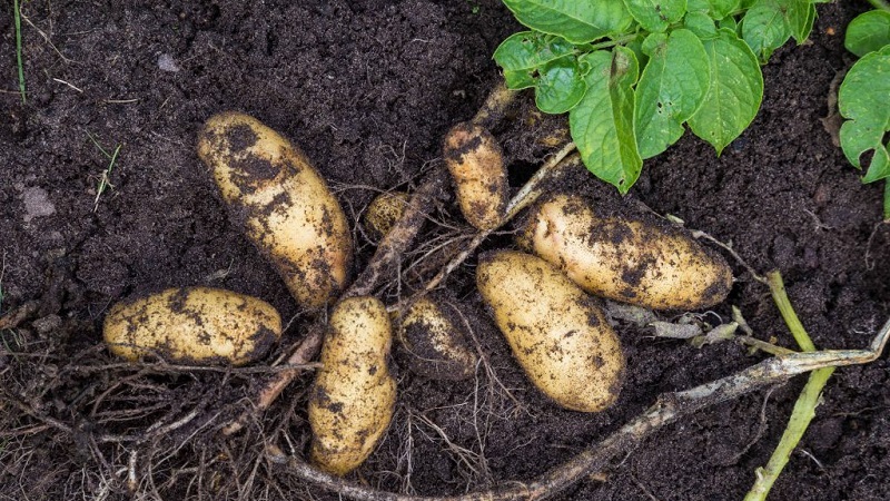 Vilken typ av potatis ved är det och existerar det verkligen?