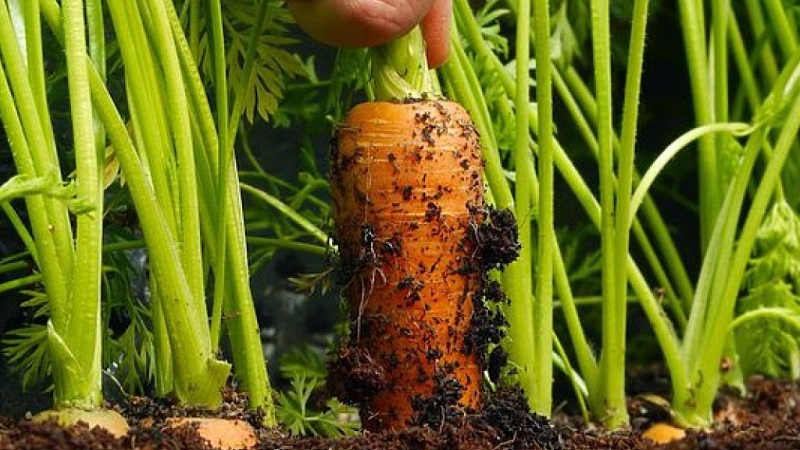 Os fundamentos da rotação de culturas com residentes de verão experientes: o que pode ser plantado depois das cenouras no próximo ano