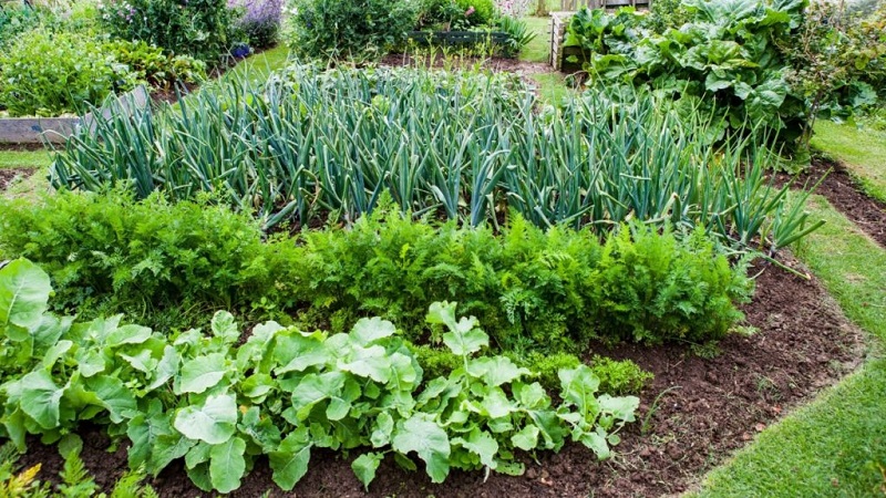 Os fundamentos da rotação de culturas com residentes de verão experientes: o que pode ser plantado depois das cenouras no próximo ano