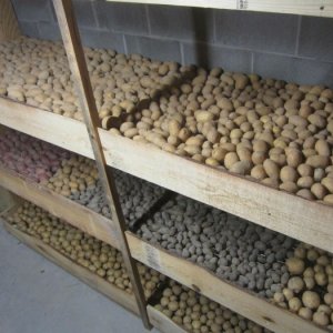 Шта учинити да спречите кромпир да не проклија током складиштења