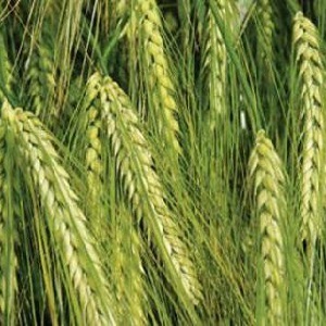 What kind of plant is barley: description and characteristics