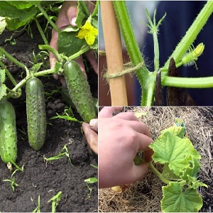 Hoe komkommers in de kas te knijpen en andere zorgmethoden van planten tot oogsten
