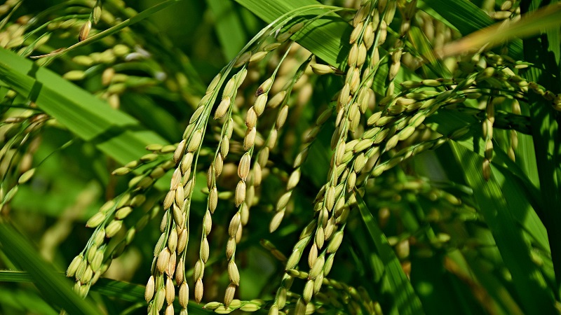 Onde e como o arroz cresce e é possível cultivá-lo em casa