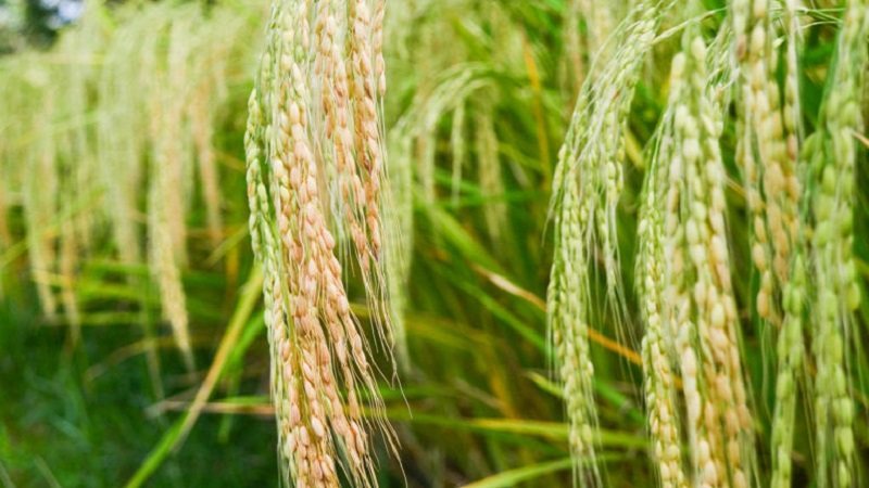 Où et comment le riz pousse et est-il possible de le cultiver à la maison