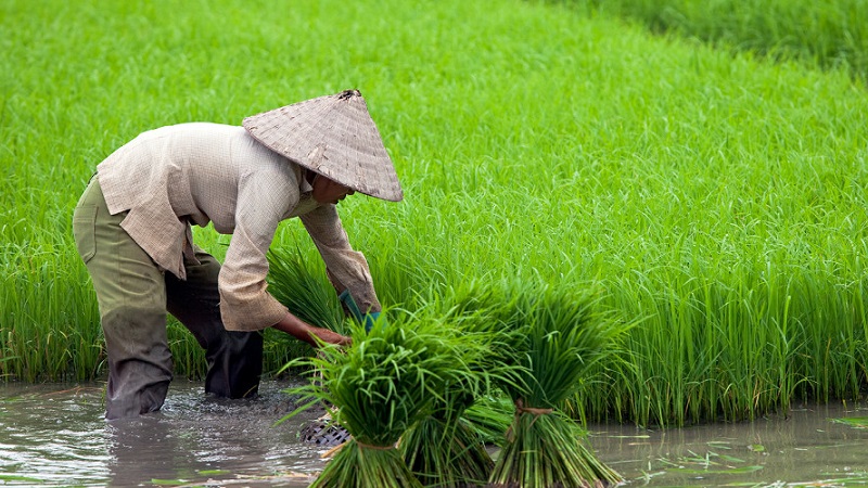 Pirinç nerede ve nasıl büyür ve evde yetiştirmek mümkün mü