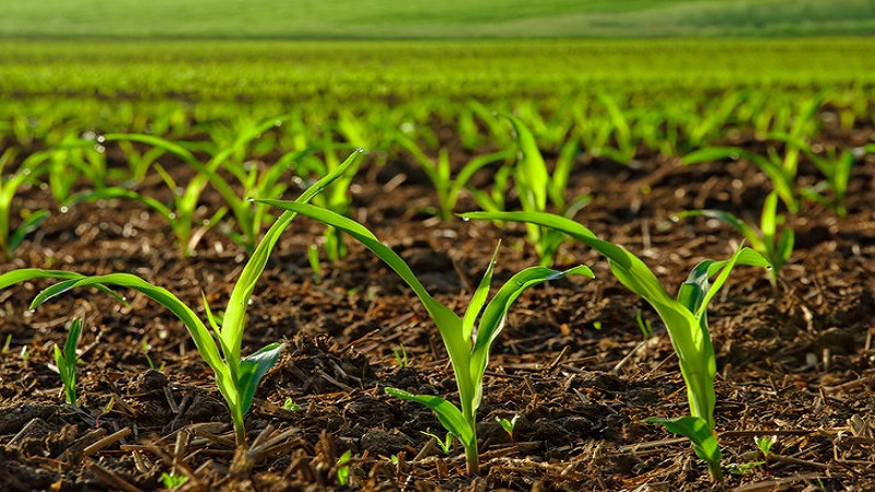 Ako zvoliť správny herbicíd pre kukuricu a proces: prehľad najlepších produktov