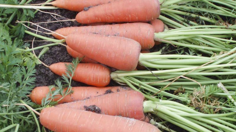 Hybride mi-tardif de carottes Cascade f1