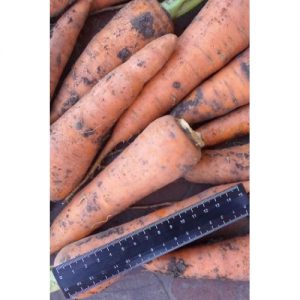 Ibrido medio-tardivo di carote Cascade f1