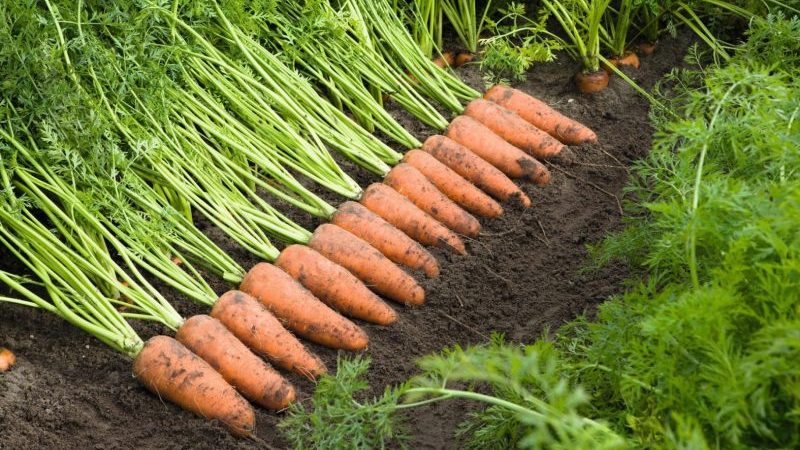 Mid-late hybrid of carrots Cascade f1