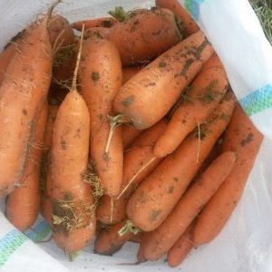 Hybride mi-tardif de carottes Cascade f1