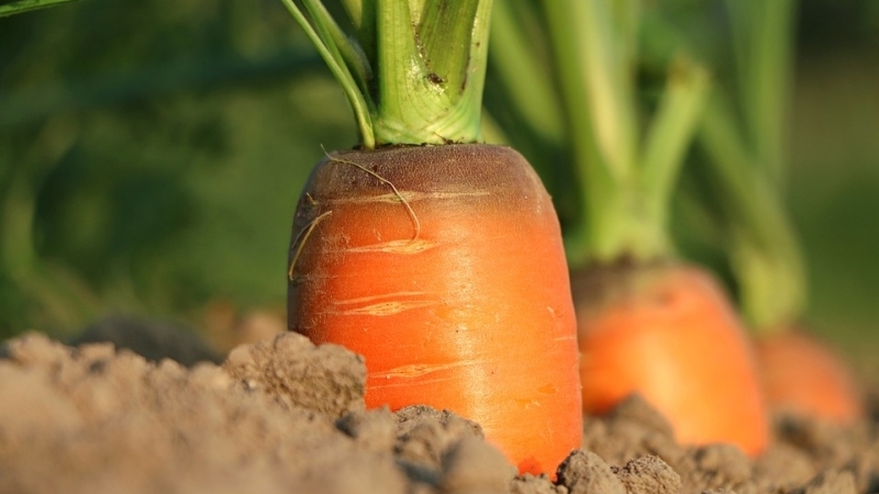 Les principales raisons pour lesquelles les carottes ne poussent pas dans le jardin