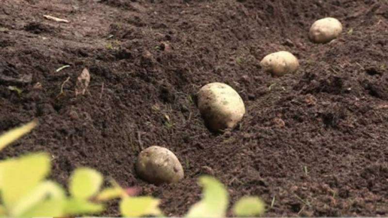 Competente aanplant van aardappelen voor de winter: stapsgewijze instructies voor beginnende tuiniers