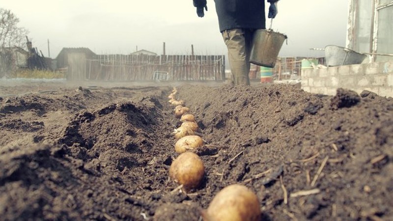 Plantación competente de papas para el invierno: instrucciones paso a paso para jardineros principiantes