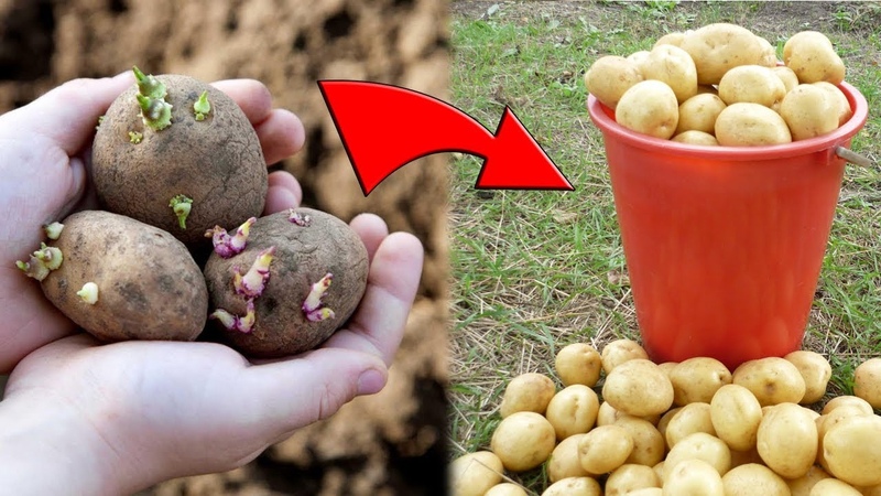 Competente aanplant van aardappelen voor de winter: stapsgewijze instructies voor beginnende tuiniers