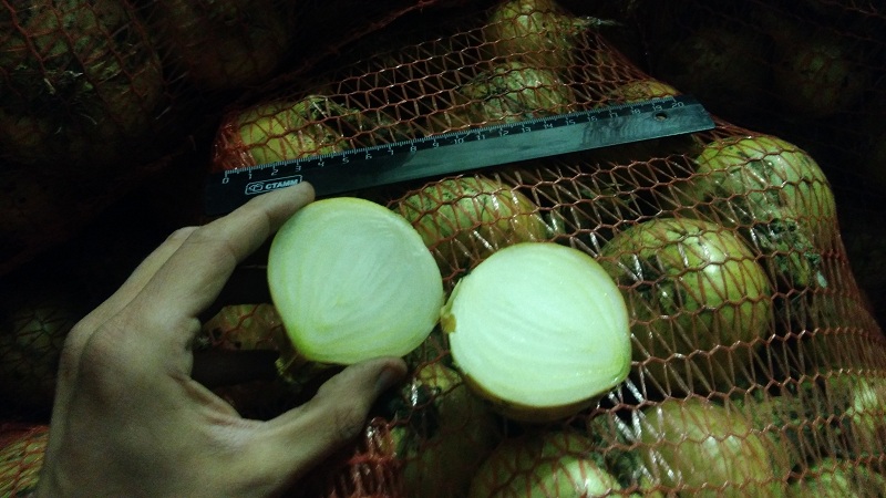 Cómo almacenar correctamente las cebollas en la bodega y es posible hacerlo