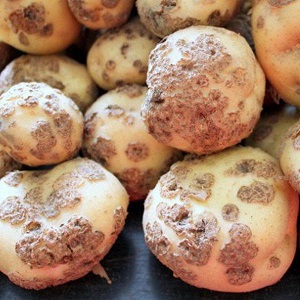 Hoe om te gaan met schurft op aardappelen en het land te genezen