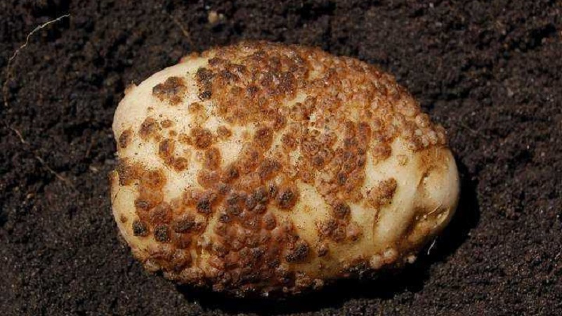 Paano haharapin ang scab sa patatas at pagalingin ang lupain