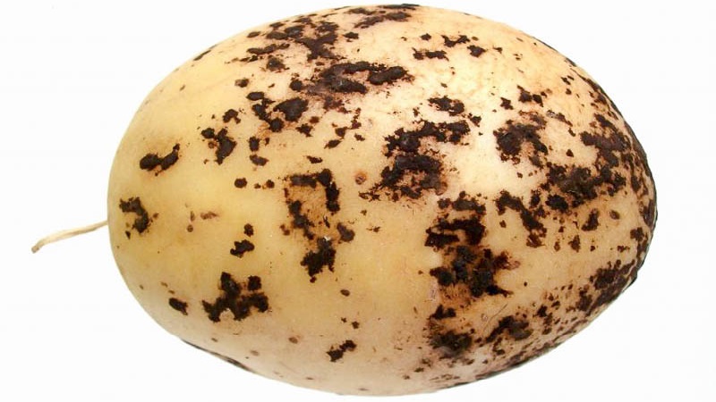 Paano haharapin ang scab sa patatas at pagalingin ang lupain