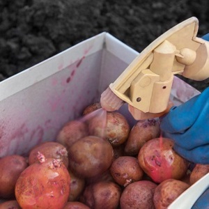 Hoe om te gaan met schurft op aardappelen en het land te genezen